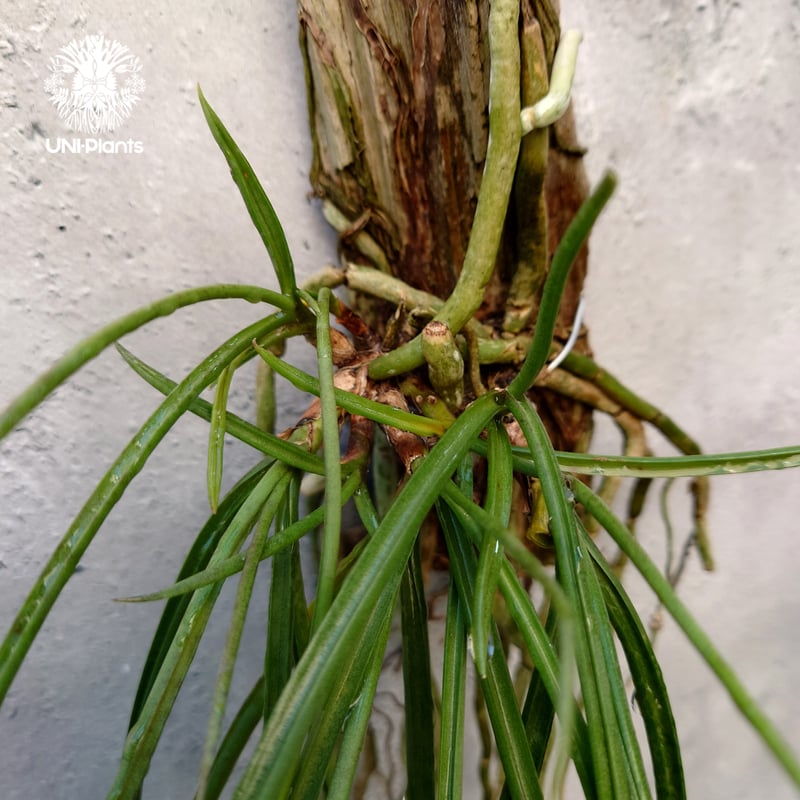 セイデンファデニア ミトラタyellow Seidenfadenia mitrata yel