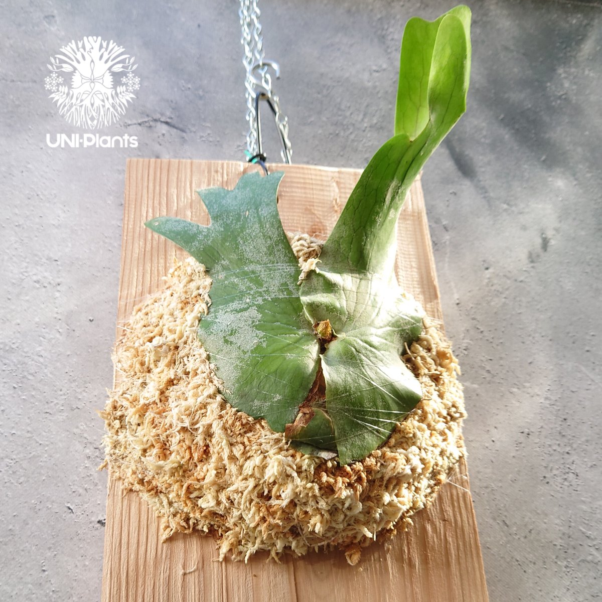 初入荷! ビカクシダ ホルタミー Platycerium holttumii コウモリラン