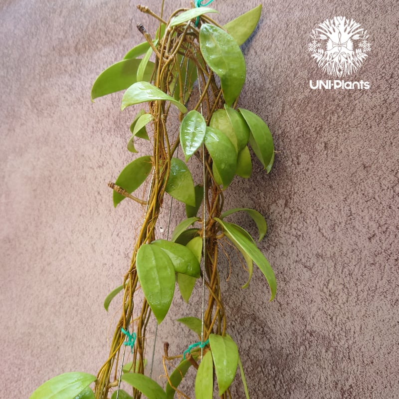 ホヤ　パラシティカ【現品】観葉植物　ハンギング　室内 現品］90番 ホヤ パラシティカ 5号 観葉植物 蔓性 かわいい