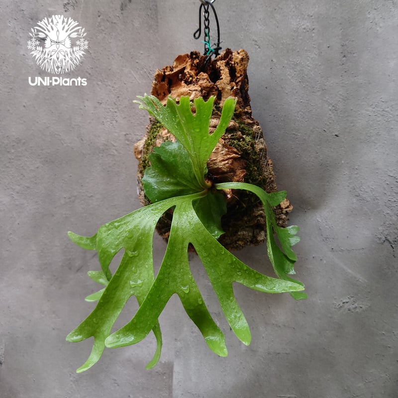 ビカクシダ リドレイ Platycerium ridleyi コウモリラン