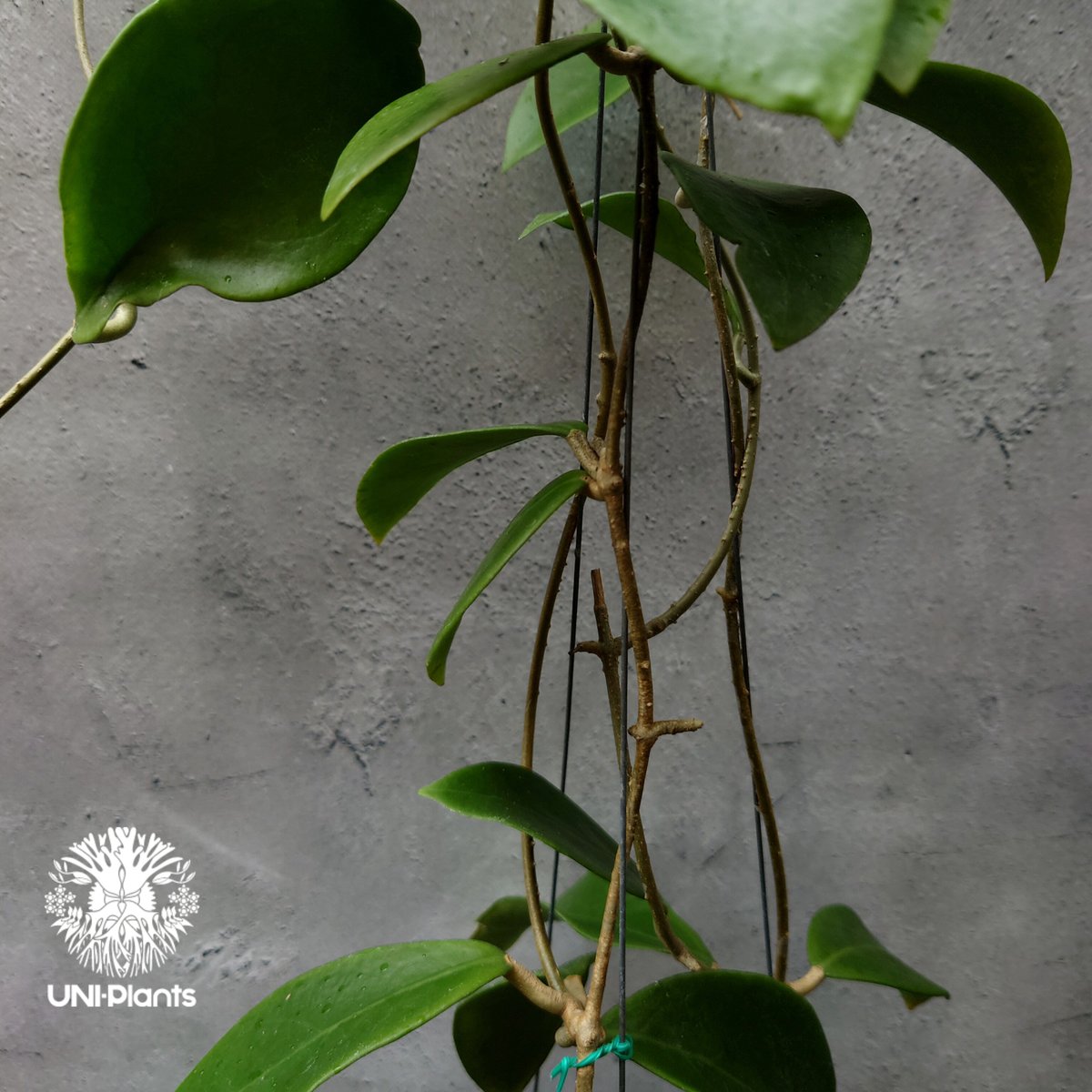 希少! Hoya mindorensis Yellow ホヤ ミンドレンシス イエロー