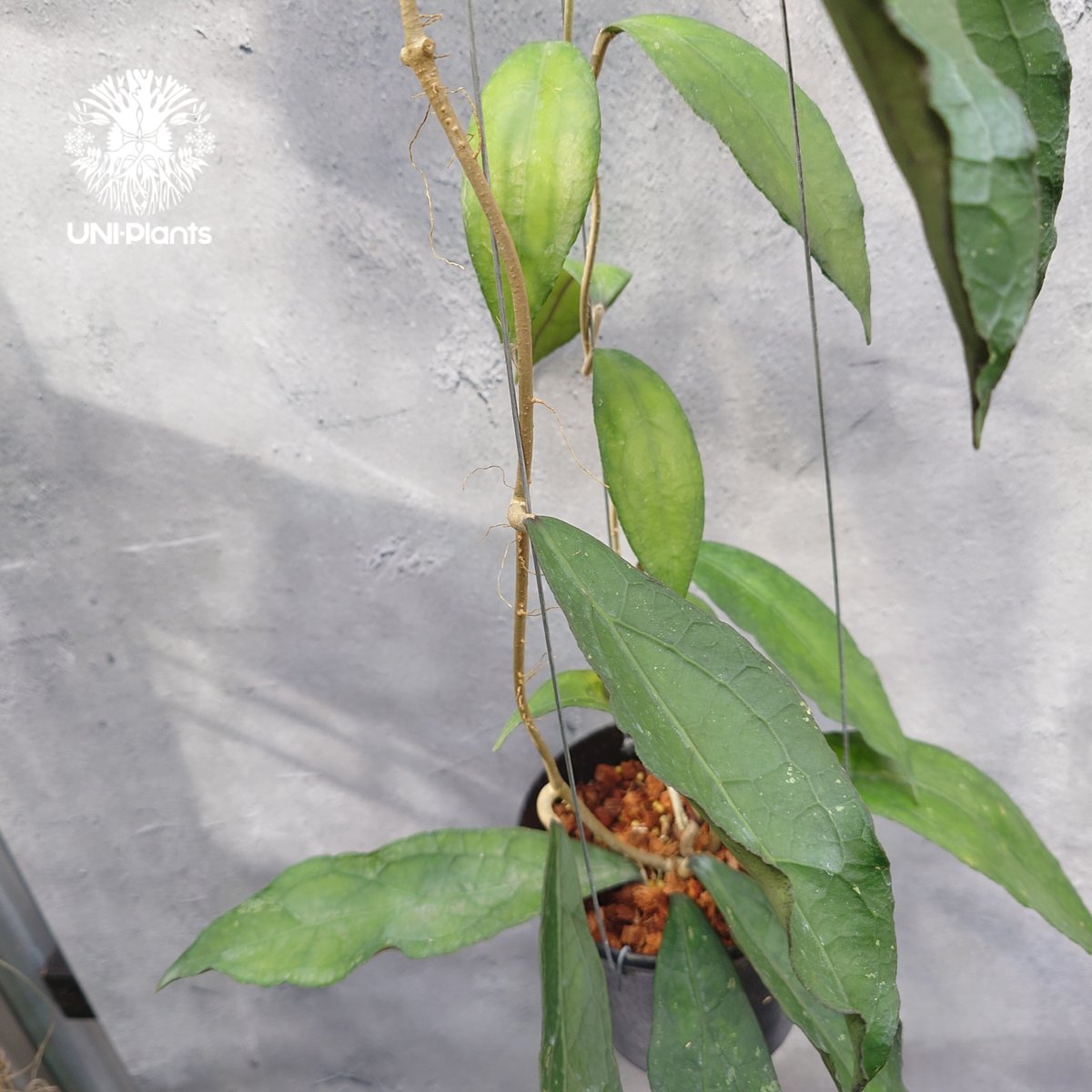 その他観葉植物 Hoya Clemensiorum sp. Sumatra (Ache) Hoya clemensiorum (fr Northern Sumatra) – Unsolicited Plant Talks