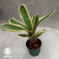 Neoregelia Hello Kitty ネオレゲリア ハローキティ Neoregelia ブロメリア Bromeliad ブロメリア科ネオレゲリア属