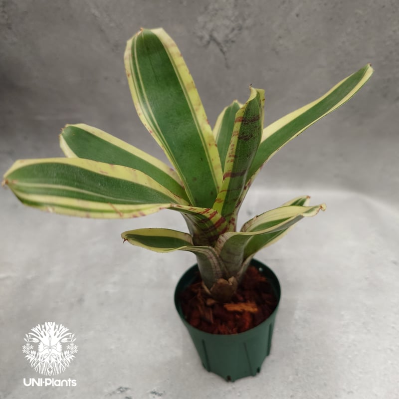 Neoregelia Hello Kitty ネオレゲリア ハローキティ Neoregelia
