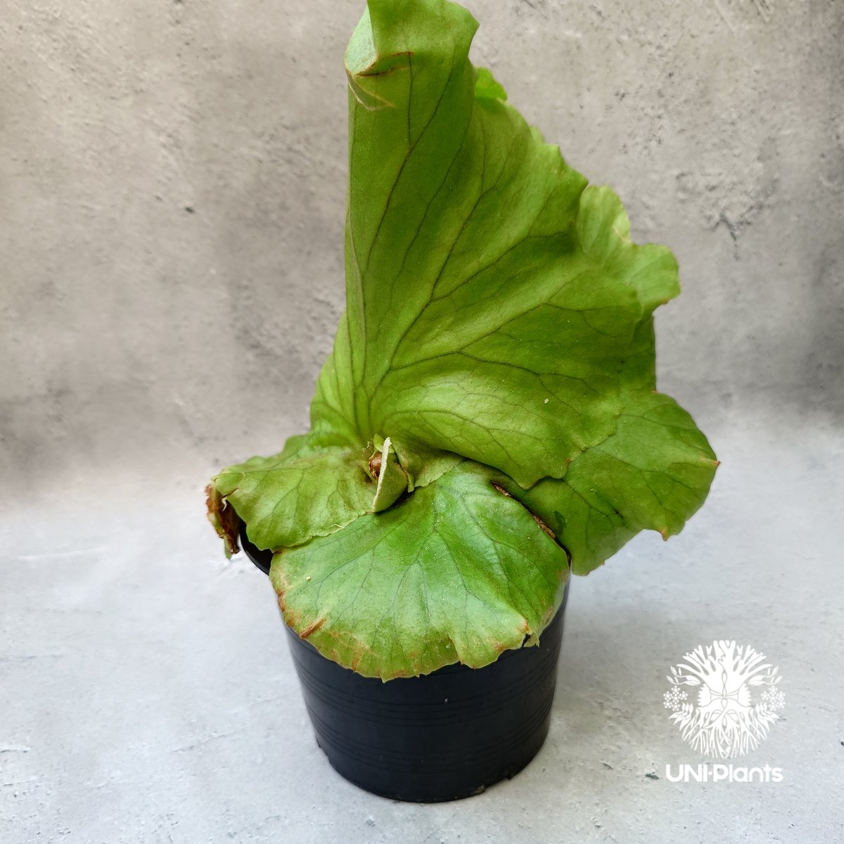 ビカクシダ キッチャクード ' Thin ' コルク付け1 胞子] mt.kitshakood