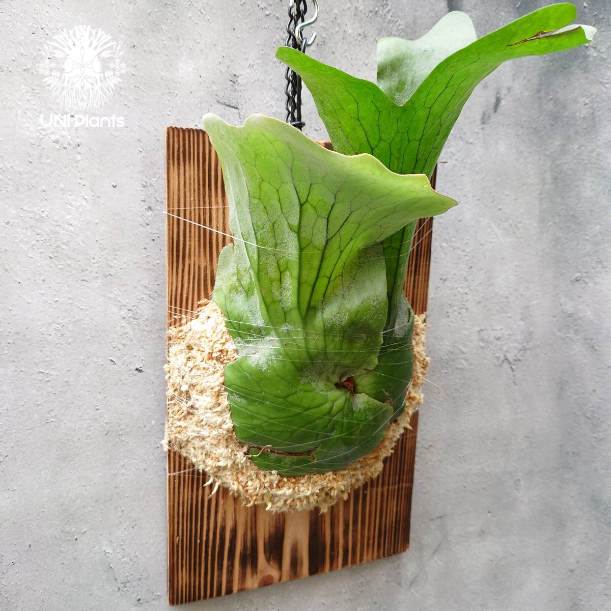 初入荷! ビカクシダ ホルタミー Platycerium holttumii コウモリ 初入荷! ビカクシダ ホルタミー Platycerium holttumii コウモリ