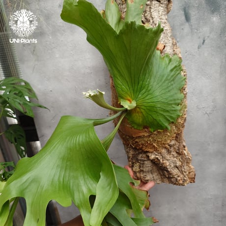 Platycerium coronarium Thin ビカクシダ コロナリウム シン ビカクシダ Platycerium シダ植物 ビカクシダコルク着生 着生植物