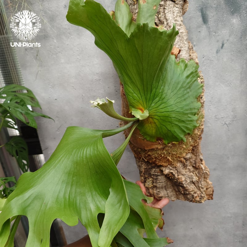 Platycerium coronarium Thin ビカクシダ コロナリウム シン ビカク