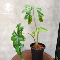 Alocasia jacklyn アロカシア ジャクリン アロカシアジャックリ 観葉植物 珍奇植物 希少 珍しい インテリア植物 アロイド