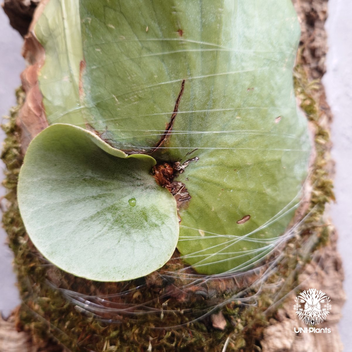 Platycerium holttumii ビカクシダ ホルタミー ビカクシダ原種 Platy