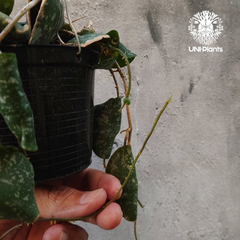 超ロング Hoya Imbricata ホヤ インブリカータ ホヤ植物 ホヤの花 観葉