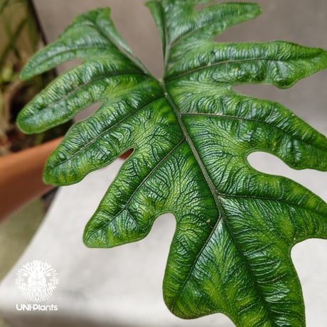 Alocasia jacklyn アロカシア ジャクリン アロカシアジャックリ 観葉植物 珍奇植物 希少 珍しい インテリア植物 アロイド