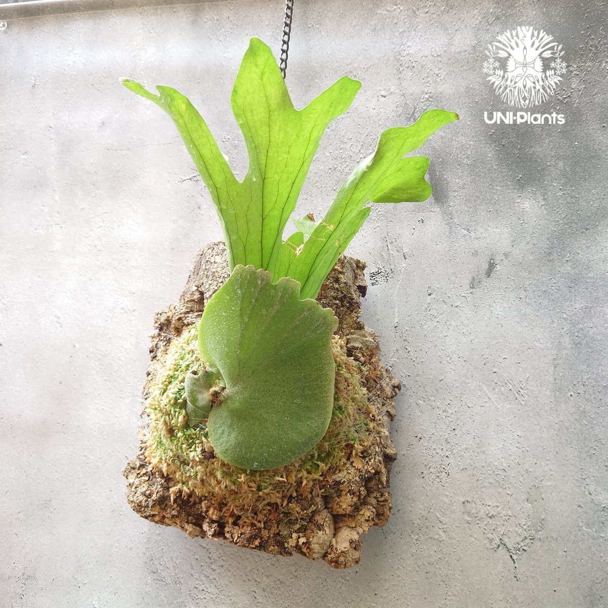 ビカクシダ ワリチー 初入荷! ビカクシダ ワリチー Platycerium wallichii コウモリ