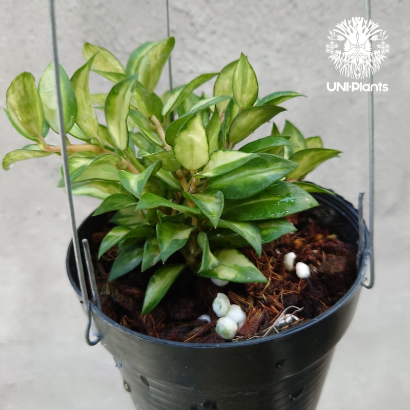 Hoya Lacunosa Bruno ホヤ ラクノーサ ブルーノ 斑入り ホヤ植物 ホヤ