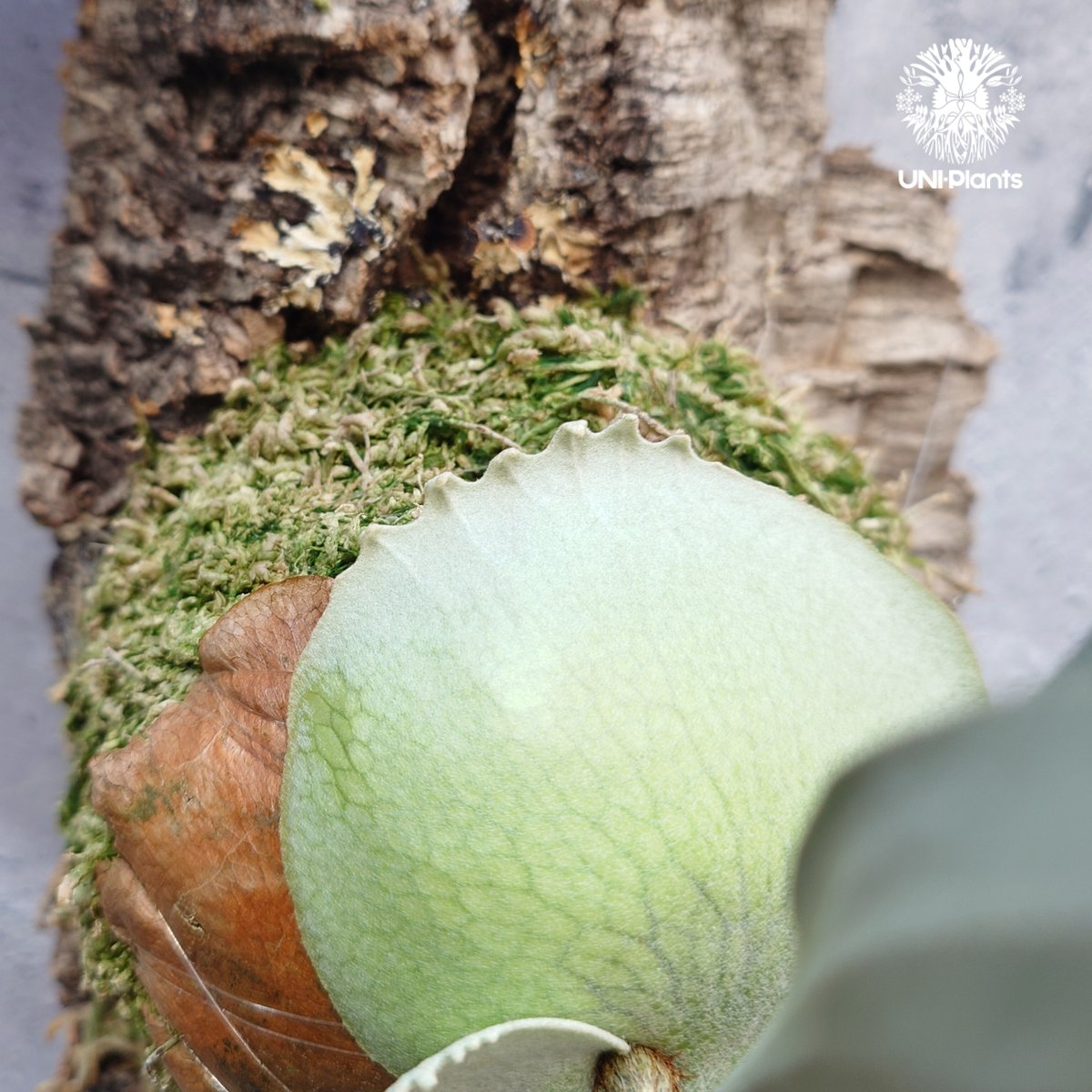 Platycerium Rydeen ビカクシダ ライディーン ビカクシダ Platyceri