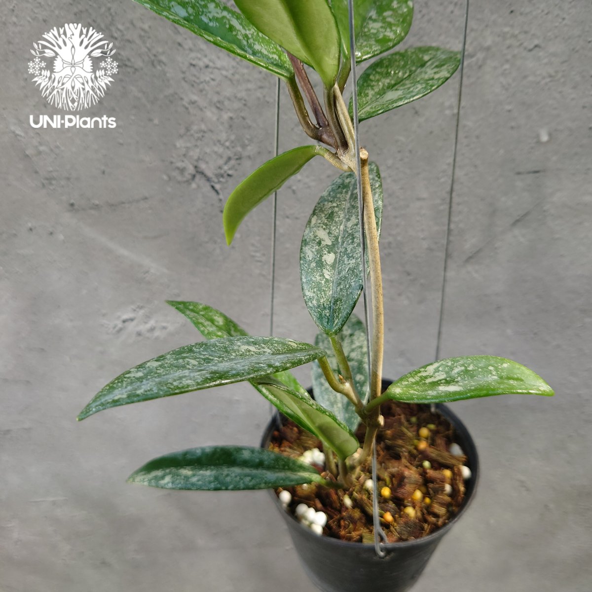 Hoya carnosa Wilbur Graves China ホヤ カルノサ ウィバー グ