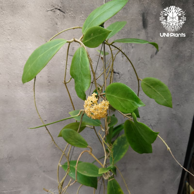 Hoya mindorensis lite yellow ホヤ ミンドレンシス ライトイエロー
