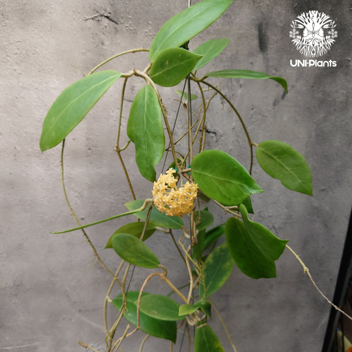 Hoya mindorensis lite yellow ホヤ ミンドレンシス ライト