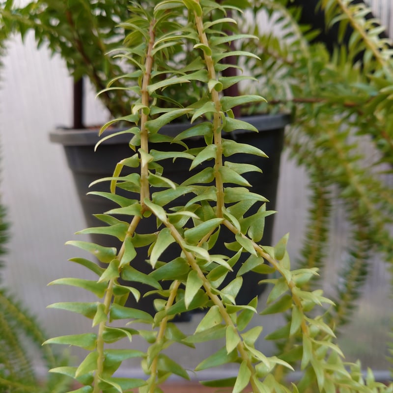フペルジア・フレグマリア Huperzia phlegmaria 観葉植物 珍奇