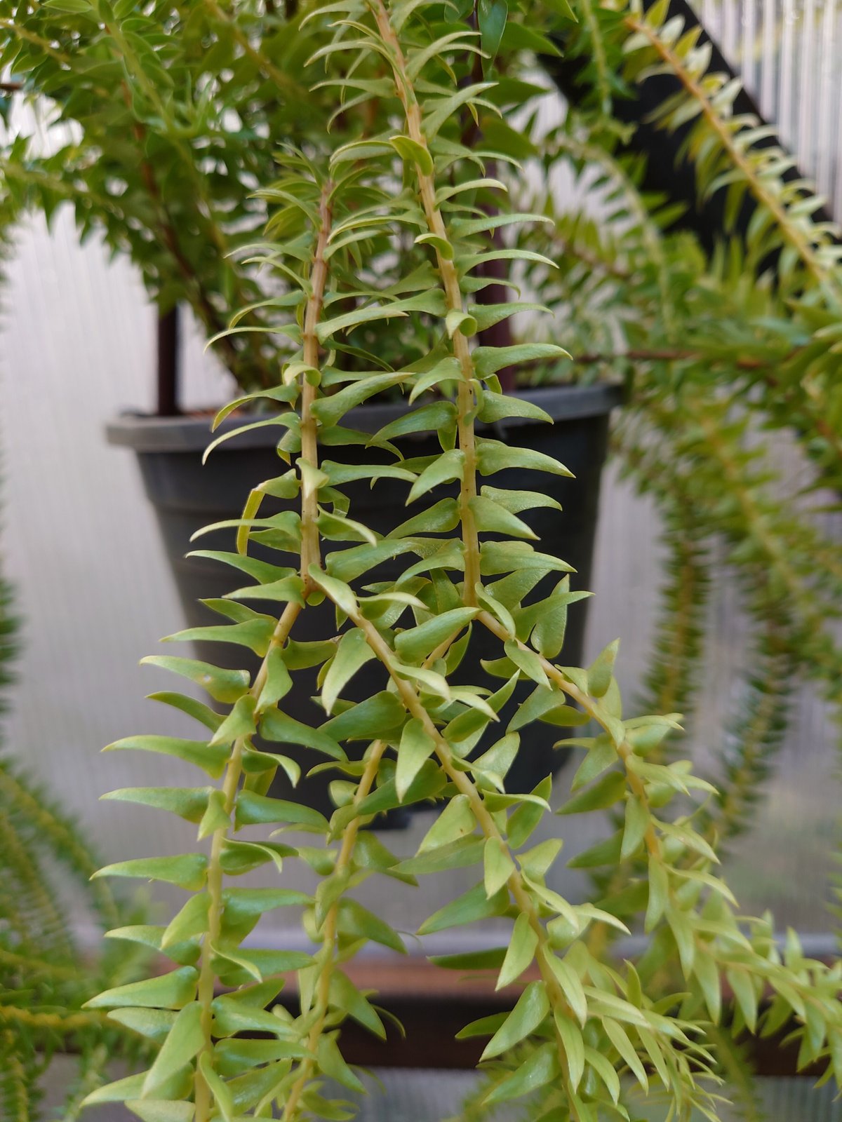 逆さポット植えです！フペルジア『phlegmaria』3番 フペルジア