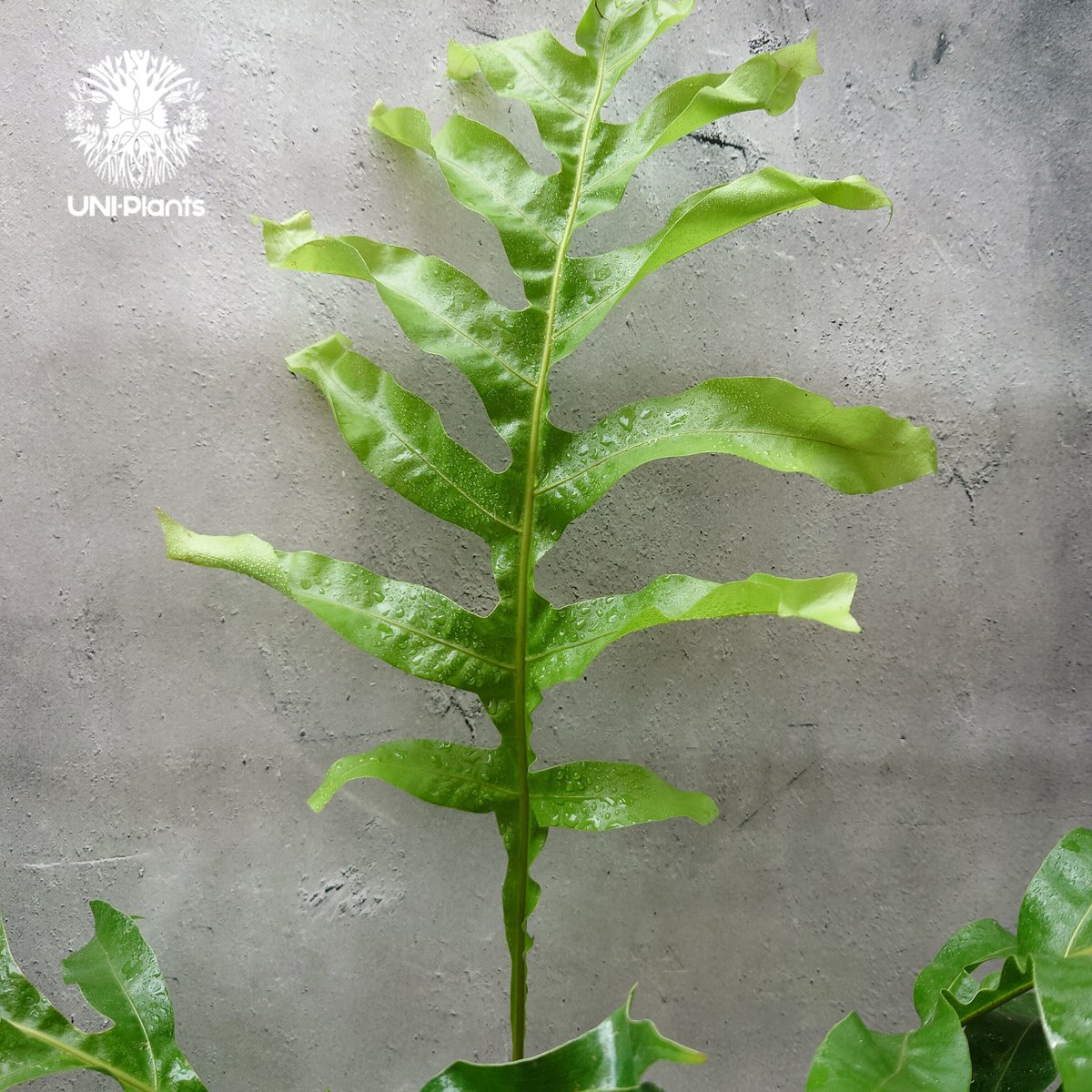 初入荷! Drynaria bonii wild ドリナリア·ボニー タイ産山採り株 初入荷! Drynaria bonii wild ドリナリア·ボニー タイ産山採り株