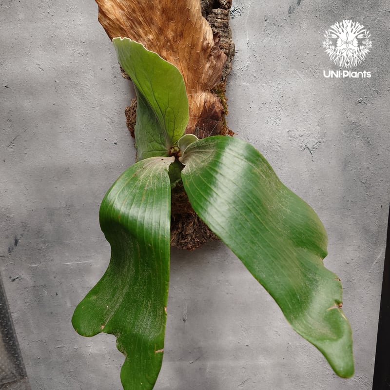 ビカクシダ アンディナム 胞子培養 platycerium andinum 板付 Yahoo!オークション - P.andinum 原種 ビカクシダ アンディナム