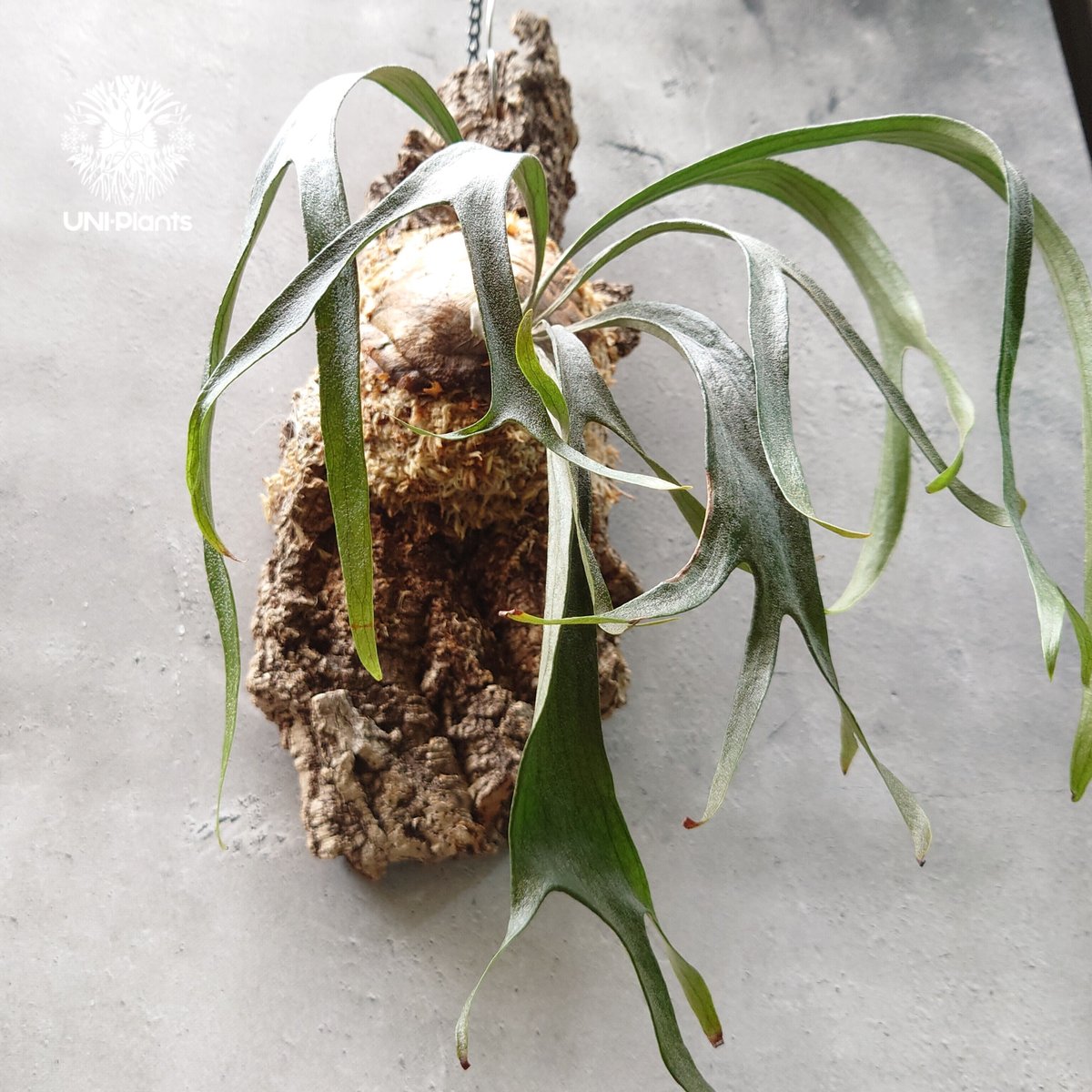 Platycerium sp.Mt.Lewis Thin & dwarf `Little ki
