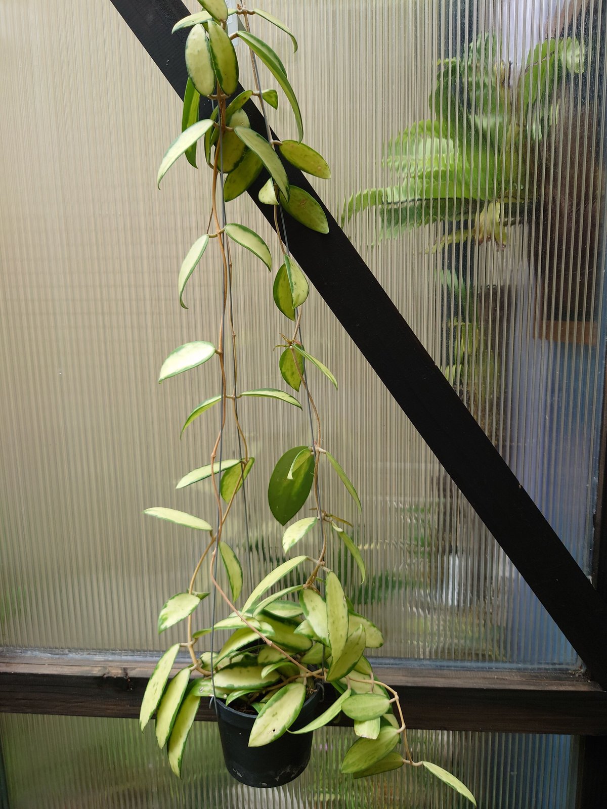 GWセール怪奇植物　斑入り人魚ホヤ Hoya polyneura broget ホヤ ポリネウラ Hoya polyneura ホヤ植物 植物 珍奇植物 珍奇