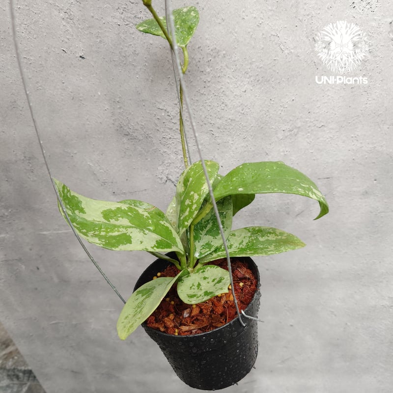 ご予約者様専用ページ ご予約No.US-250511-0900 Hoya Nervosa jo