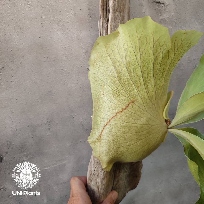 ビカクシダ ヒリー パナマ Platycerium hillii Panama