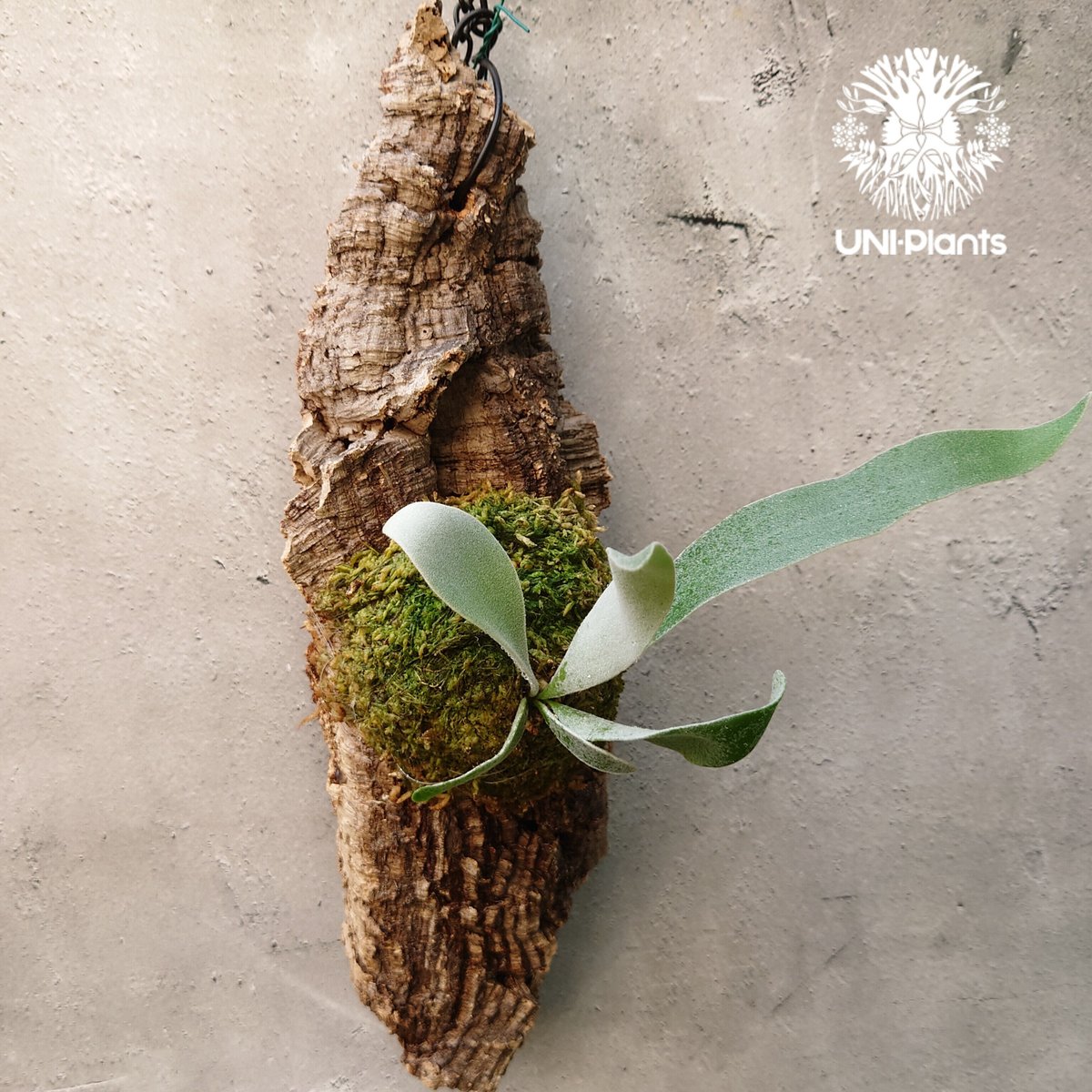 ビカクシダ ベイチー Patycerium veitchii コウモリラン ビカクシダ