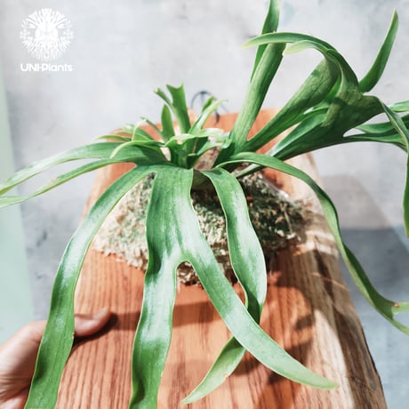 【タイ直輸入・現地選抜】Platycerium coronarium 'Dragon Tree' |  ビカクシダ コロナリウム ドラゴンツリー｜Platycerium ｜希少種