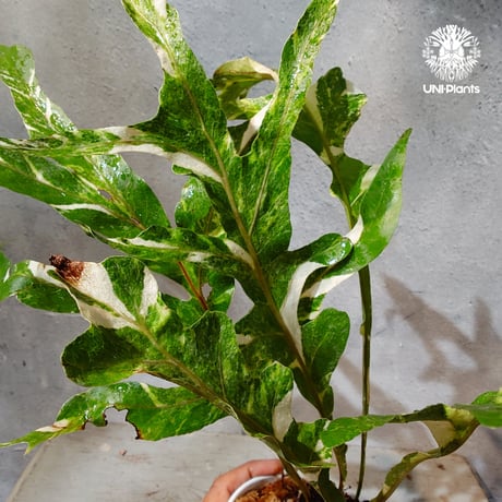 【タイ直輸入・ドリナリア】Drynaria quercifolla ' Variegated '  |  ドリナリア クエルシフォリア 斑入 |  ドリナリア｜Drynaria｜シダ植物