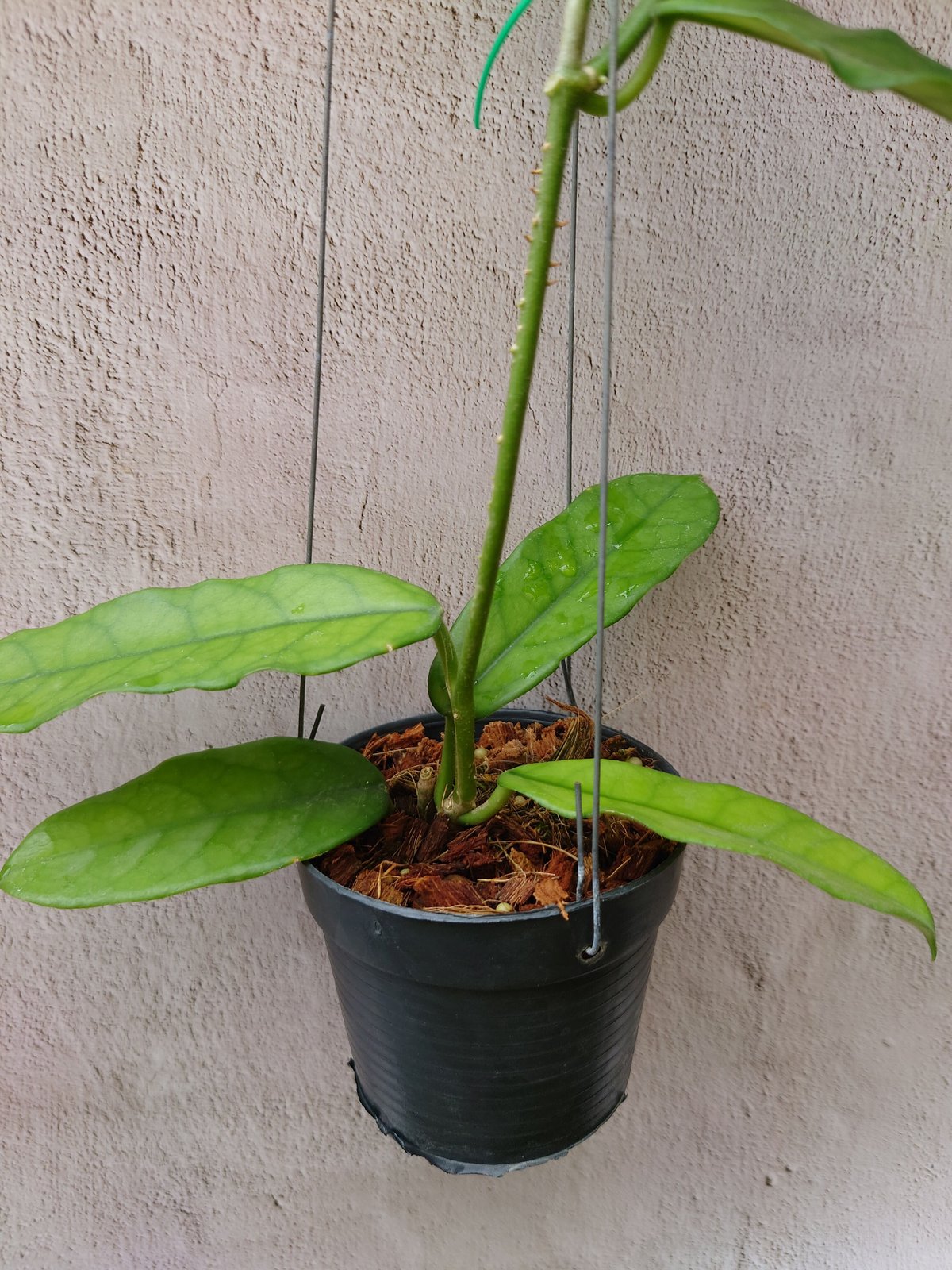 Hoya globulosa ホヤ グロブロサ 希少 ホヤ植物 限定入荷 植物 珍しい