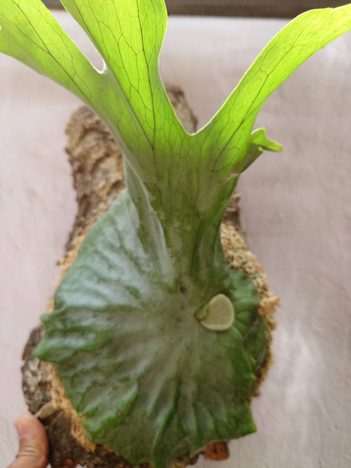 ビカクシダ グランデ Platycerium grande コウモリラン