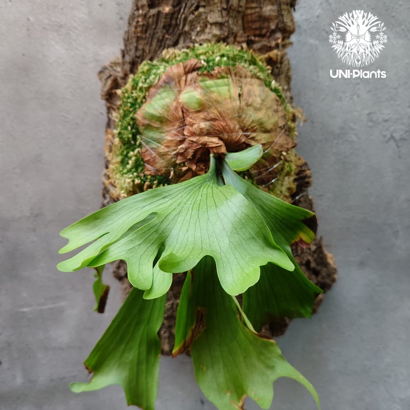 Platycerium coronarium 