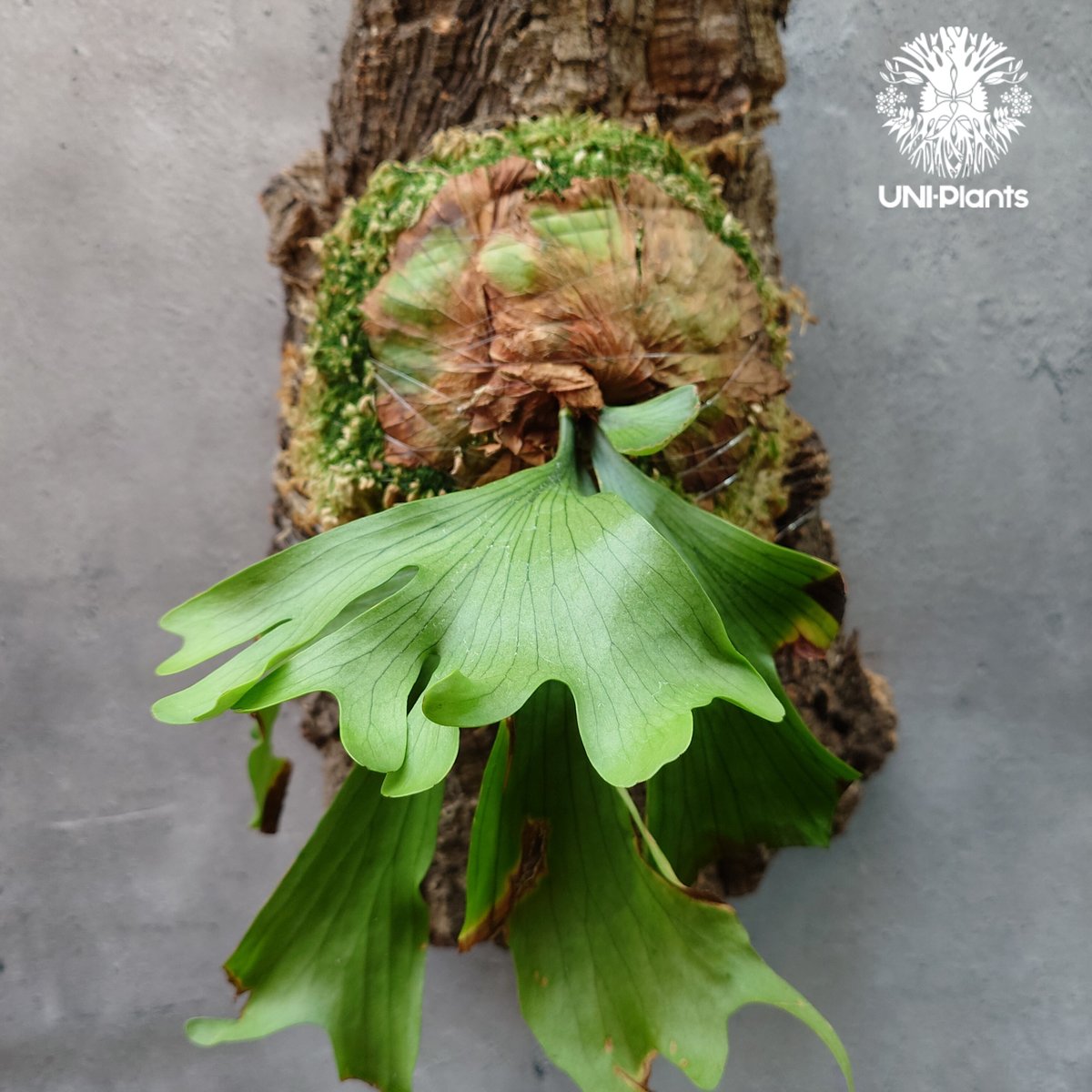 Platycerium coronarium 