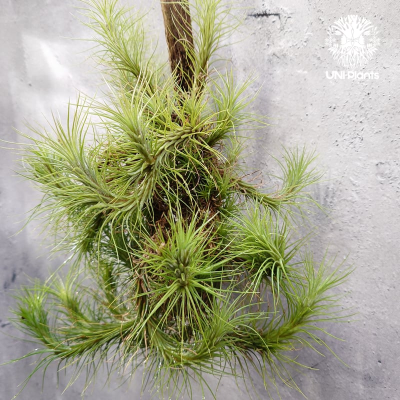 Tillandsia funckiana large form ティランジア チランジア・フン