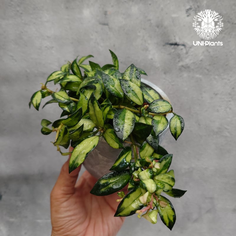 Hoya Lacunosa Bruno ホヤ ラクノーサ ブルーノ 斑入り ホヤ植物 ホヤ