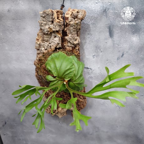 CATEGORY ビカクシダ（Platycerium） | UNI-Plants ビカクシダ、