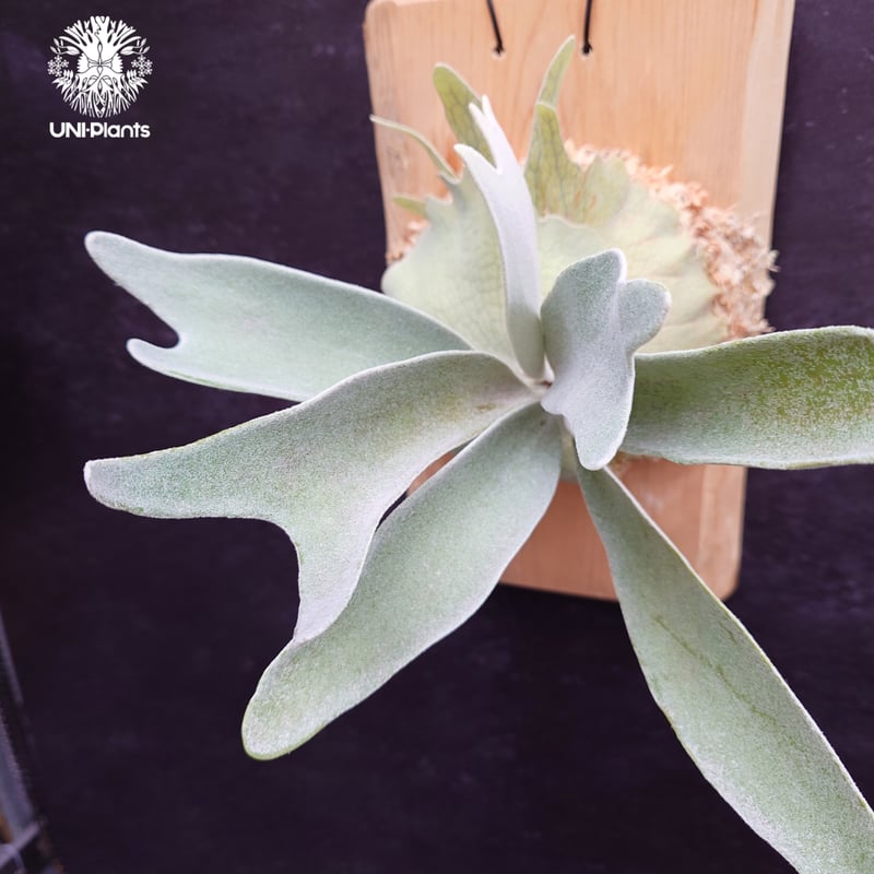 Patycerium veitchii cv. Silver frond ビカクシダ ベイチー