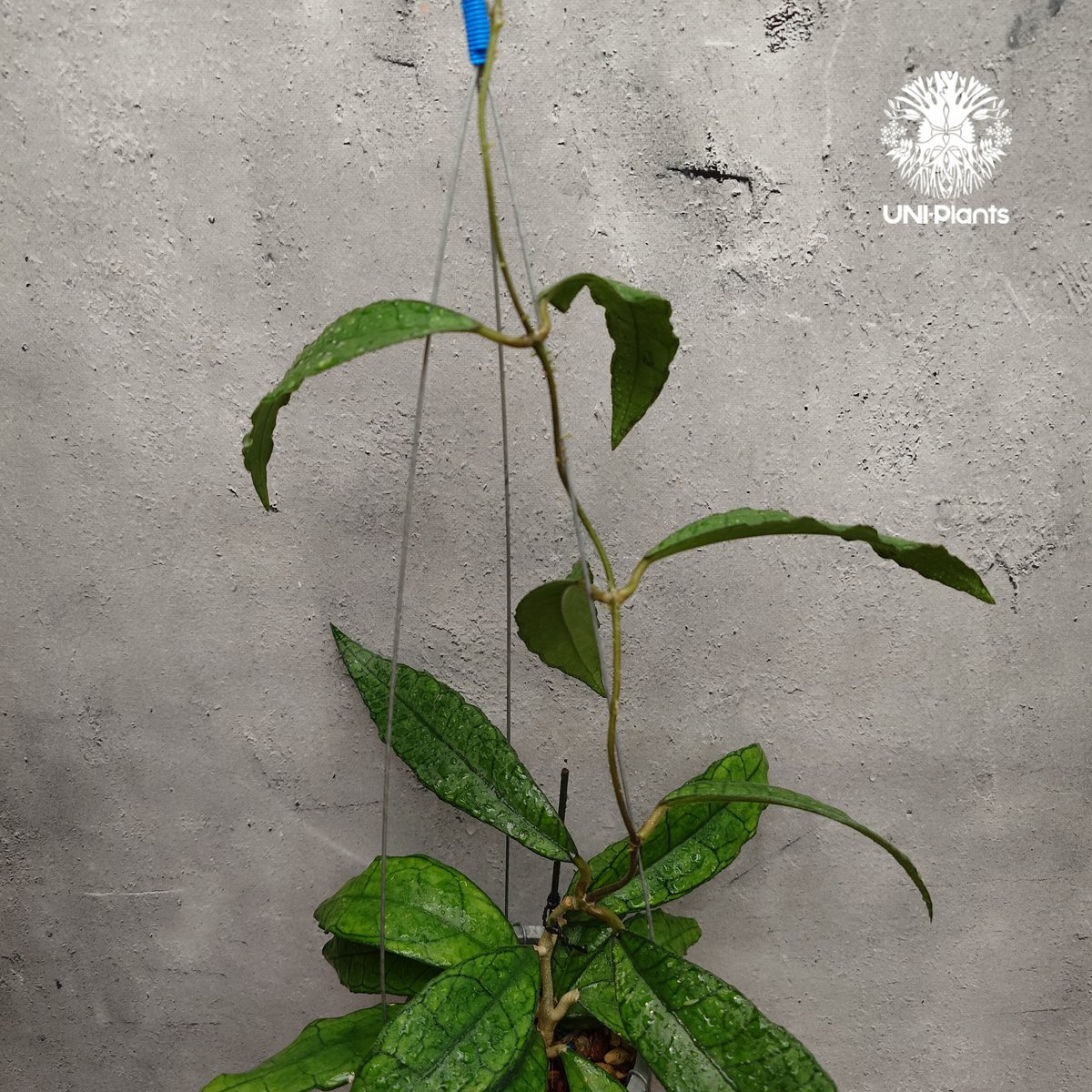 Hoya finlaysonii long leaves ホヤ フィンレイソニー ロングリーブ