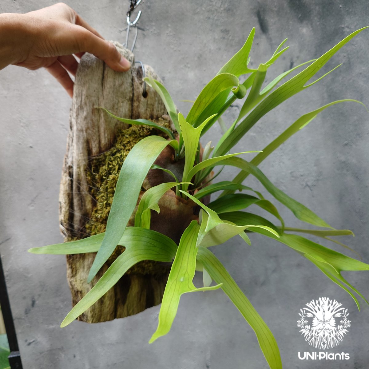 Platycerium sp.(pup) ビカクシダ 品種不明 コウモリラン ビカクシダ