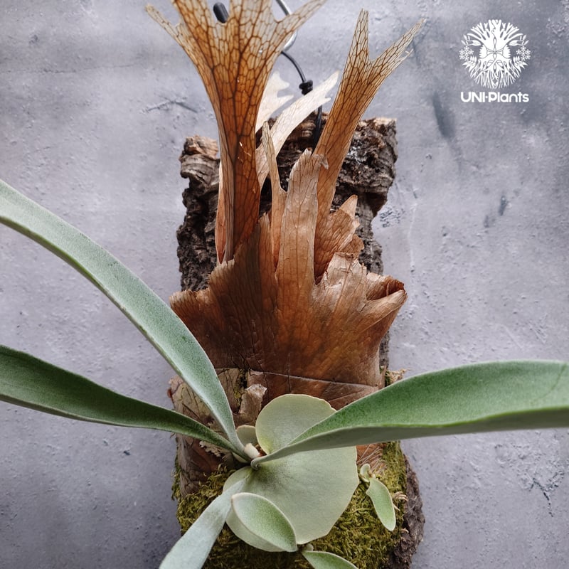 ビカクシダ ベイチー (Platycerium Veitchii)板付け ビカクシダ ベイチー(子株) Platycerium veitchii(pup) コウモリ