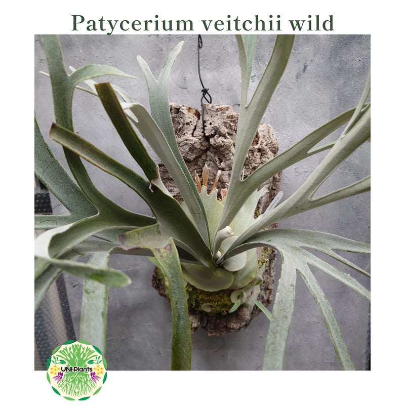 Patycerium veitchii wild ビカクシダ ベイチー ワイルド コウモリラン