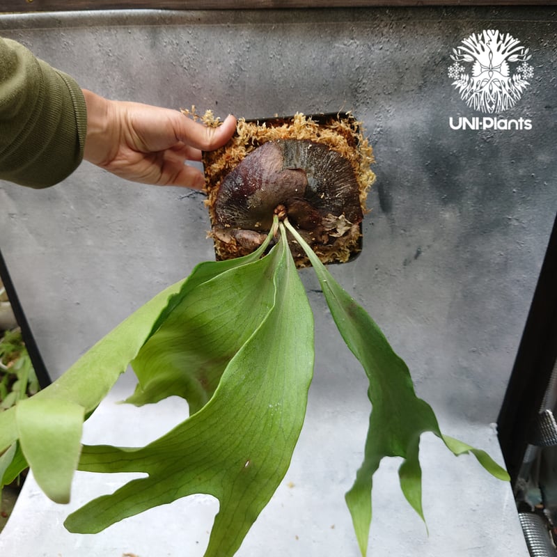 Platycerium hillii cv. Min Min (pup) ビカクシダ ヒリー