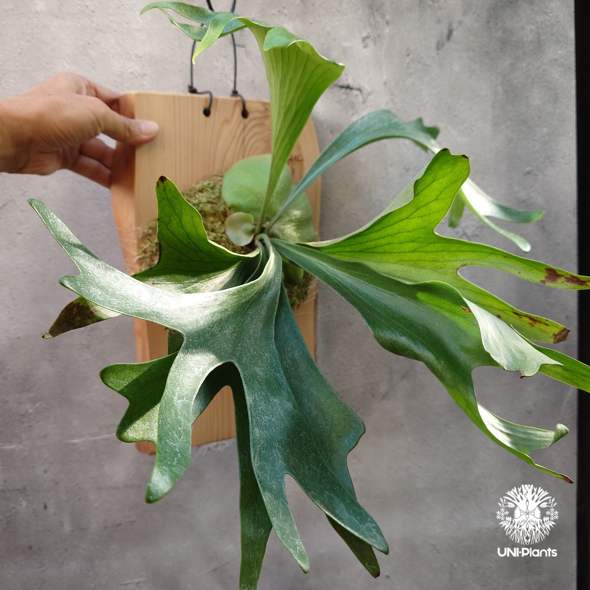 ビカクシダ（P.Moose） Platycerium Moose(P.hillii × P.alcicorne) ビカクシダ