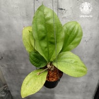 限定1株入荷 Hoya Waymaniae cloudy sky ホヤ ウェイマニアエ クラウ