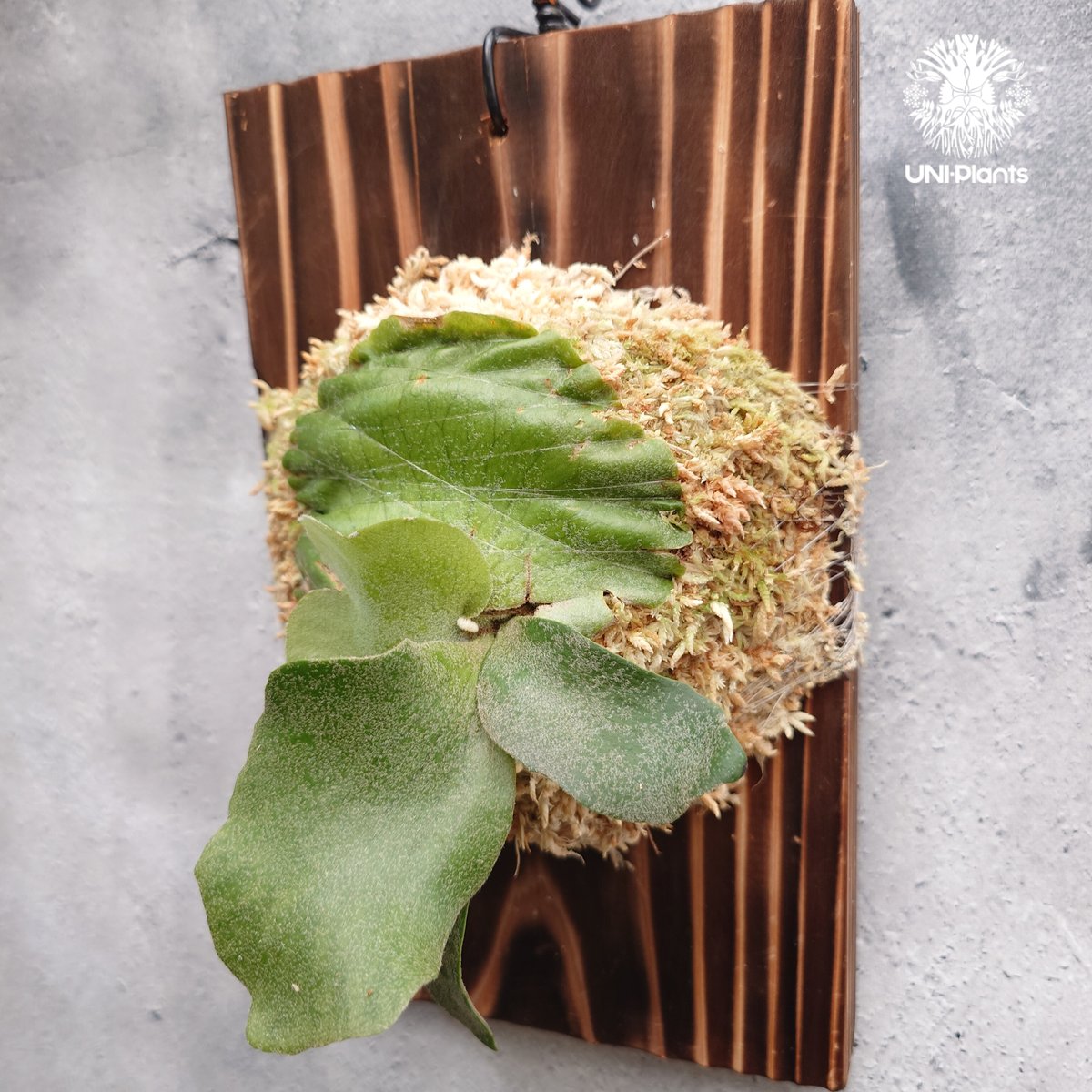 Platycerium willinckii wild コンパクト？ Platycerium willinckii wild cat(spore) ビカクシダ ウィ