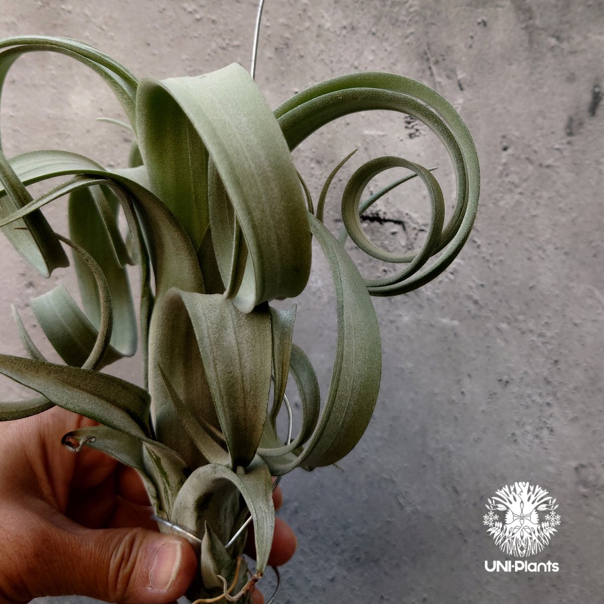 ブロメリア・エアープランツ Curly Slim x Bird Rock Elegance T5118